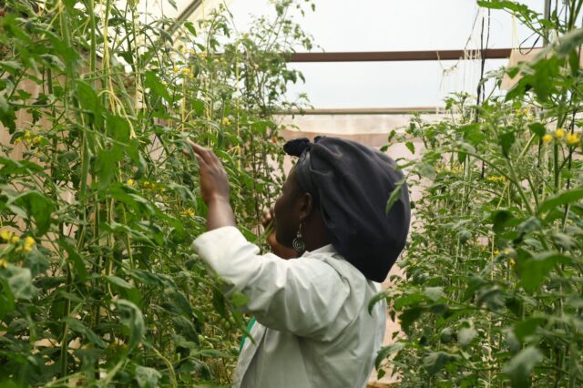 Un proyecto de 48 millones de dólares para impulsar la participación de los jóvenes ugandeses en la agroindustria