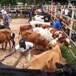 Mass vaccination of cattle at Lubao Market in Kakamega County (Photo/Mose Wekesa)