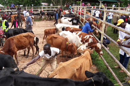 Mass vaccination of cattle at Lubao Market in Kakamega County (Photo/Mose Wekesa)