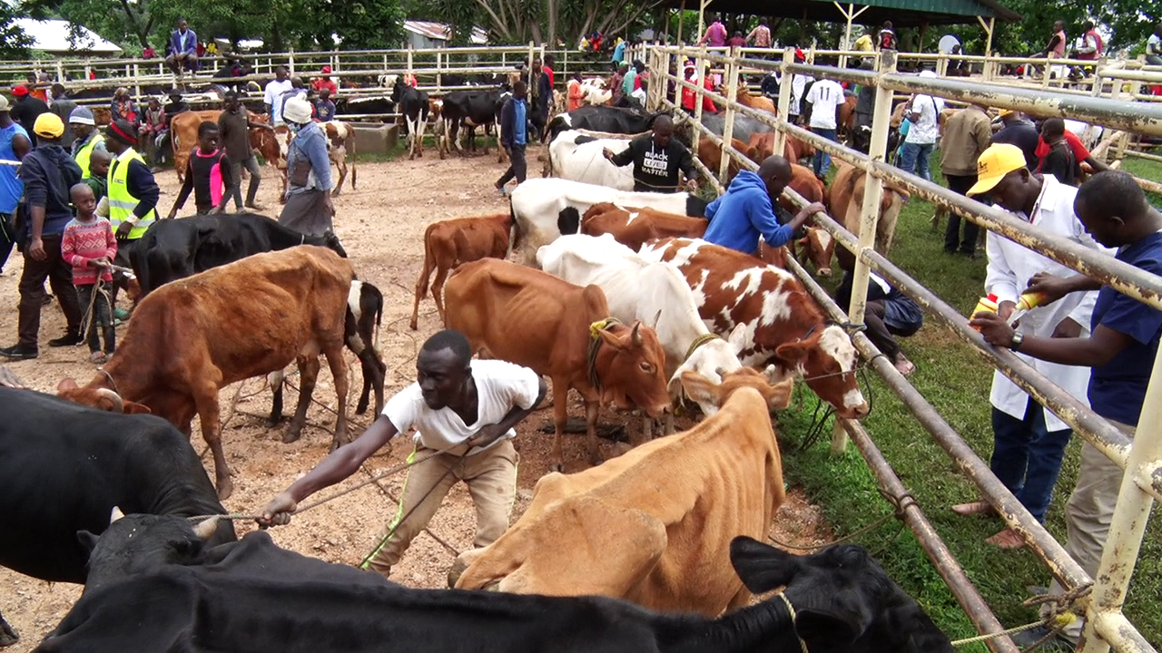 Mass vaccination of cattle at Lubao Market in Kakamega County (Photo/Mose Wekesa)