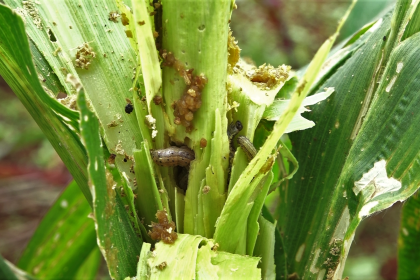 Maize infested with Fall Armyworms