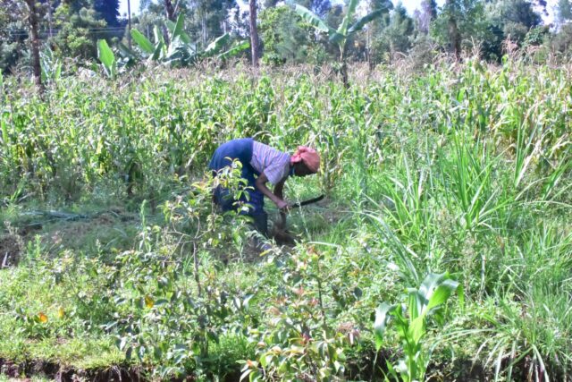 Lucia Mutia, a farmer cultivating sections of Mporoko swamp to sustain her livelihood_ photo credits William Abala
