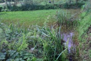  Waterlogged surfaces of Mporoko swamp during rainy season_ photo credits William Abala