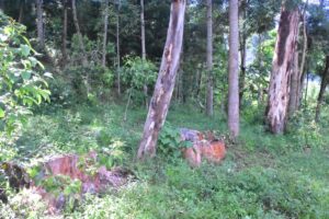  Ongoing cutting down of trees within forested areas of Mporoko swamp_ photo credits William Abala