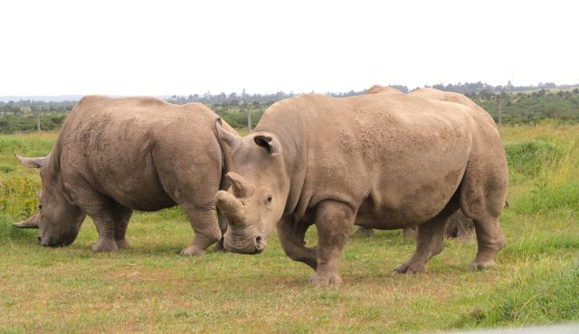 The two remaining Northern white rhino at the Ol Pejeta conservancy, Laikipia County. Scientists are inching closer to saving them from extinction through in-vitro fertilization (IVF). (Photo by Muturi Mwangi/KNA)