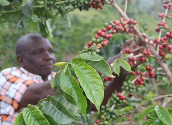Premium coffee grades boost Nairobi Coffee Exchange earnings