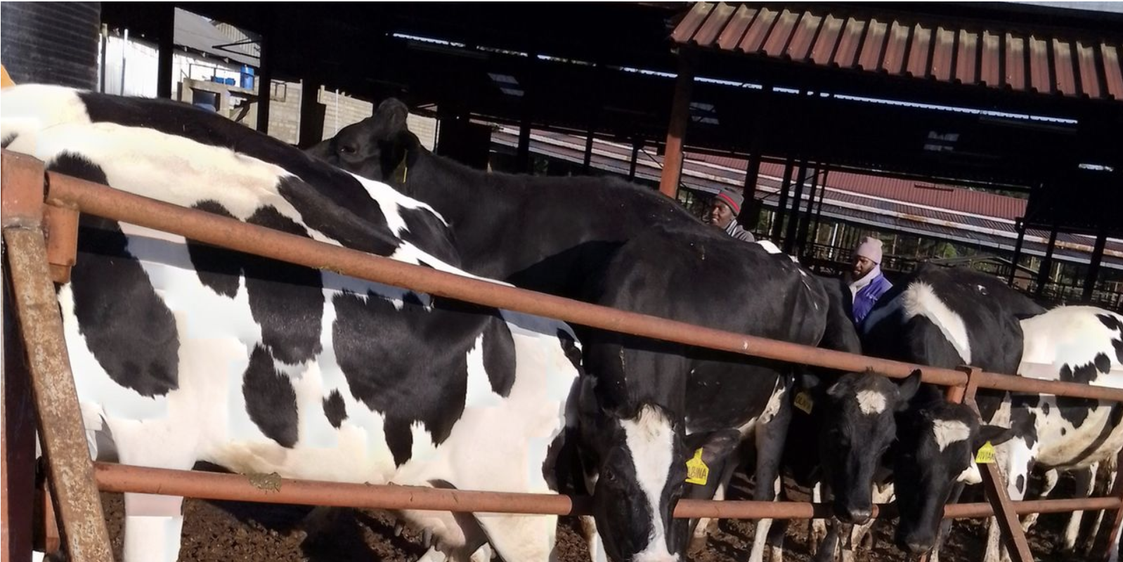 Kenya’s dairy sector puts spotlight on farmers voice and women’s economic power