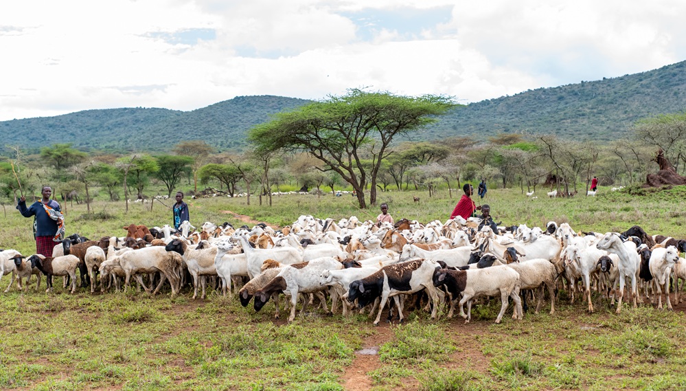 Saving livestock, strengthening climate resilience in Kenya’s drylands