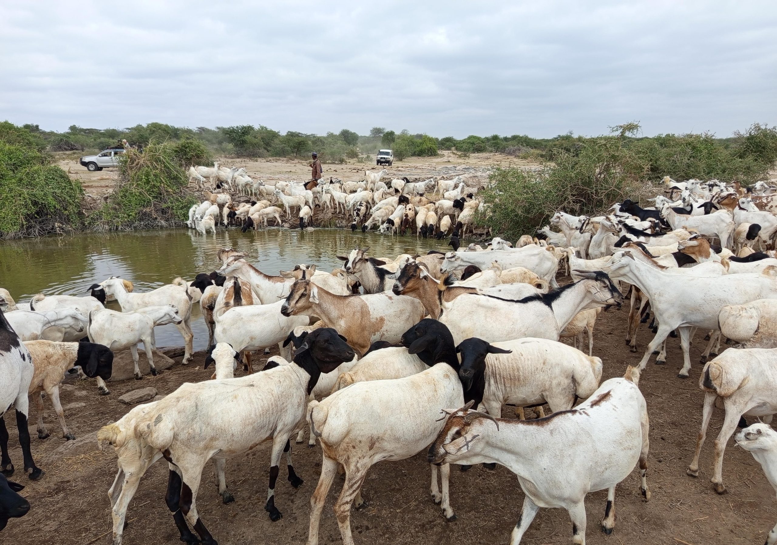 Government unveils new platform to trace Kenya’s livestock