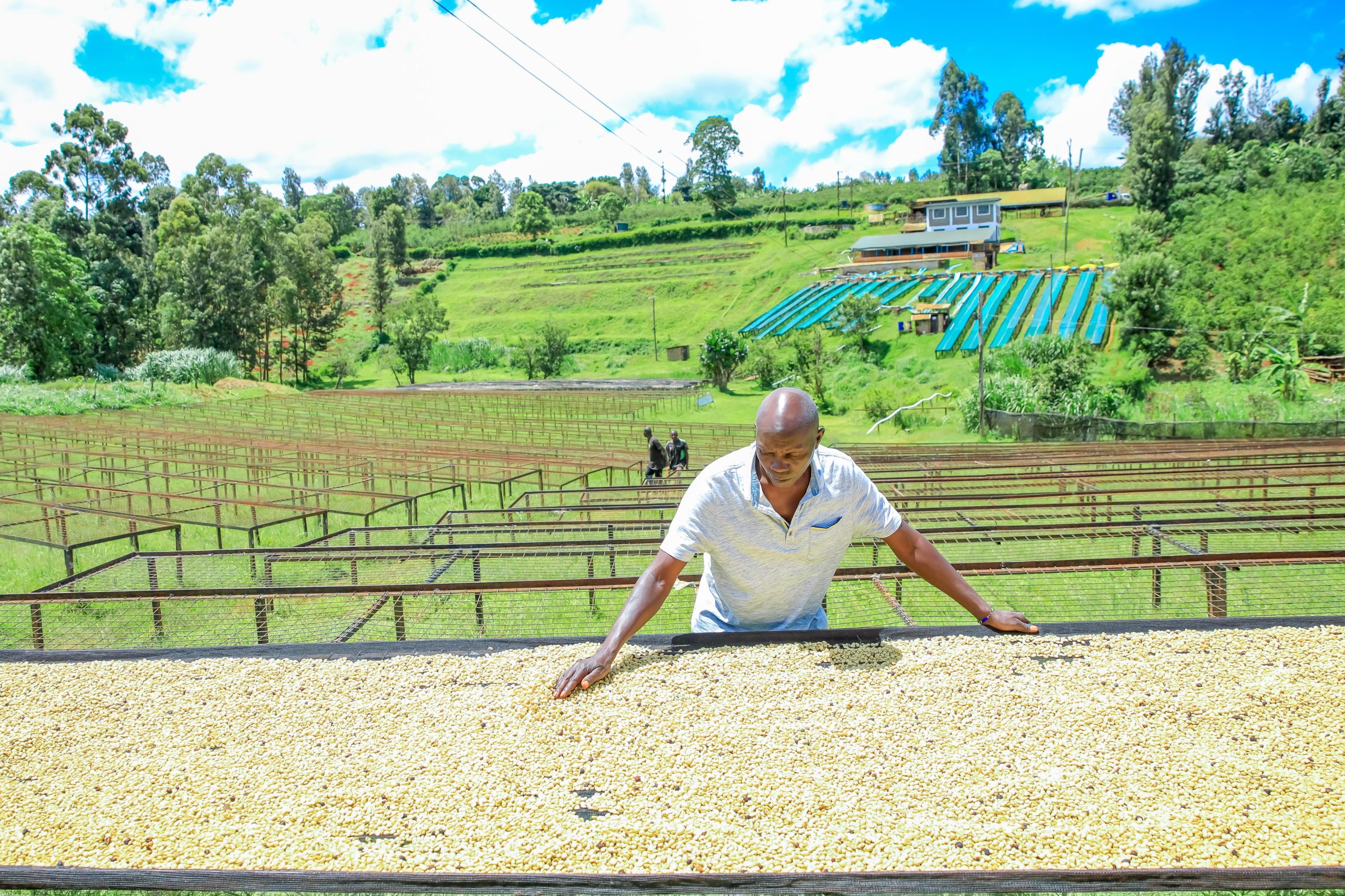 Kirinyaga coffee payout hits Ksh 7.4B as Waiguru pledges more support 