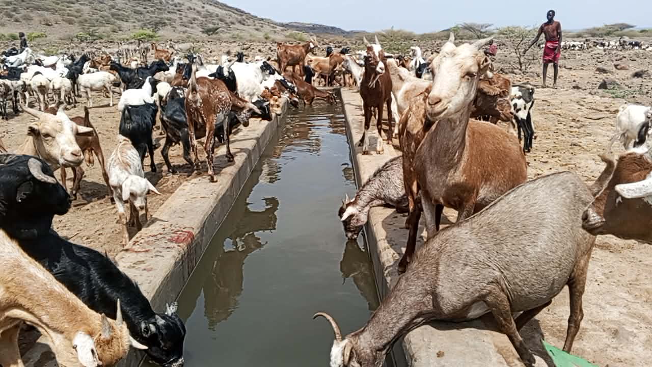 Ten counties explore ways to boost livestock sector