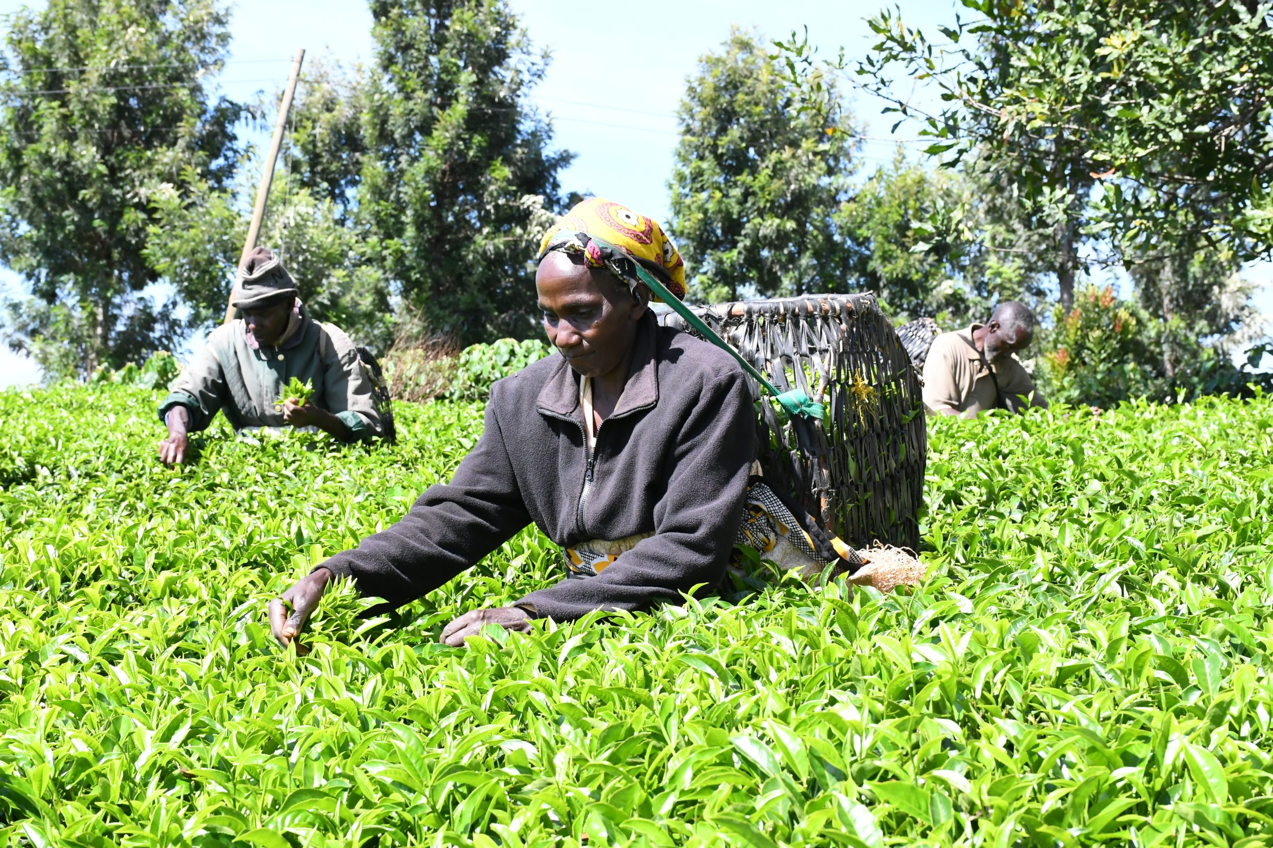 Kenya tea export earnings rise to Ksh 186B on high demand