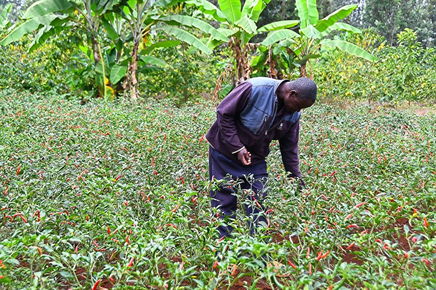 Mt. Kenya irrigation success spurs Ksh 3B investment in Western | KBC ...