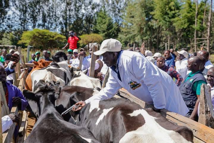 Uasin Gishu intensifies livestock disease control amid prolonged drought