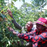 Principal Secretary for Agriculture Dr. Kipronoh Ronoh inspects a coffee farm at Kichawir in Kipkelion East, Kericho County, during a Farmers' Field Day. He was accompanied by Principal Secretary for Basic Education John Ololtuaa.