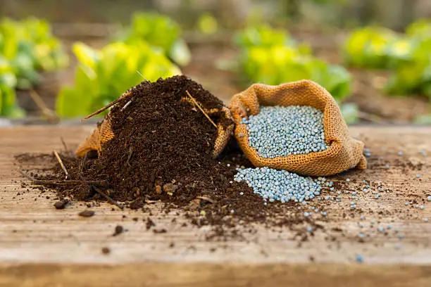 Government cuts fertilizer price to KSh2,000, halves maize seed costs
