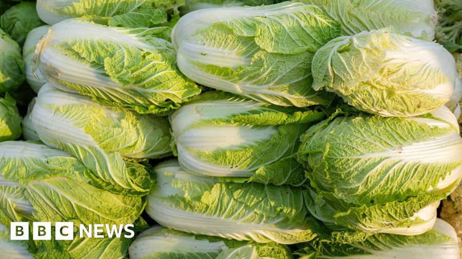 China probes use of formaldehyde to keep cabbages fresh