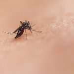 MOSQUITO DENGUE