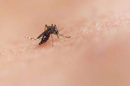 MOSQUITO DENGUE