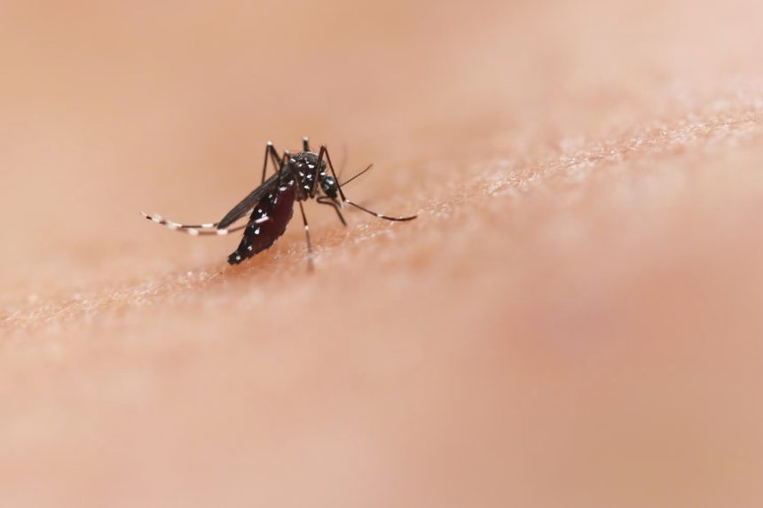 MOSQUITO DENGUE