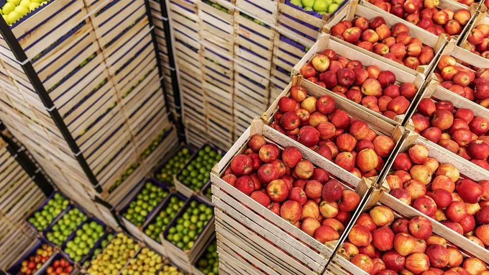 Russia’s agricultural exports to Africa rise by 35% in value in first half of 2026