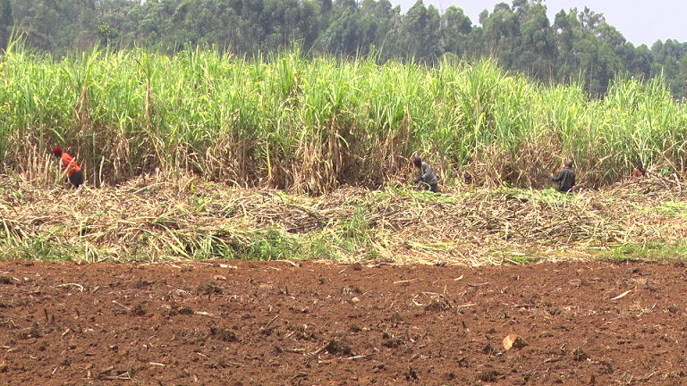 SONY farmers raise alarm over plot to auction nuclear estate