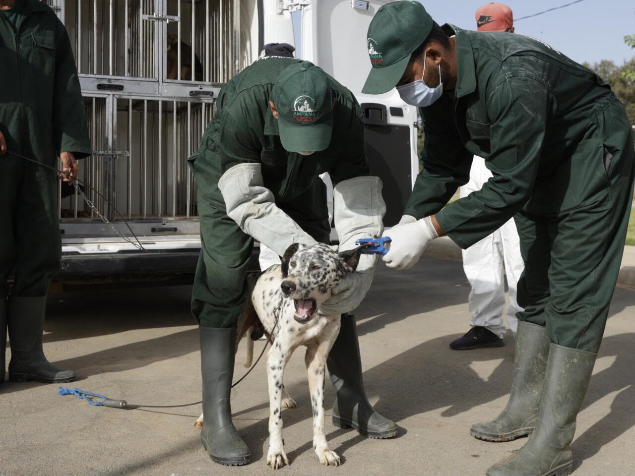 Morocco Enacts Sweeping Animal Welfare Law Amidst World Cup Scrutiny
