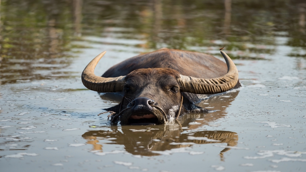 Beyond the Cow: How the water buffalo can power Kenya’s bottom-up dairy revolution